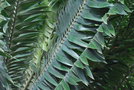 vignette Encephalartos paucidentatus / Zamiaceae / Transvaal (ZA)