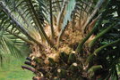 vignette Encephalartos paucidentatus / Zamiaceae / Transvaal (ZA)