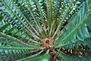 vignette Encephalartos turneri / Zamiaceae / Zimbabwe