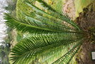 vignette Encephalartos senticosus / Zamiaceae / Mozambique, Swaziland & Afrique du Sud