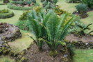 vignette Encephalartos villosus / Zamiaceae / Afrique du Sud
