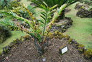 vignette Encephalartos bubalinus / Zamiaceae / Tanzanie & Kenya