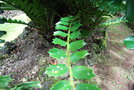 vignette Encephalartos ferox / Zamiaceae / Mozambique & Natal (ZA)