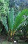 vignette Encephalartos kisambo / Zamiaceae / Kenya