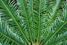 vignette Ceratozamia hildae / Zamiaceae / Potosi (MEX)