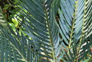 vignette Encephalartos hirsutus / Zamiaceae / Afrique du Sud
