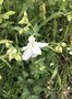 vignette Aquilegia vulgaris 'Alba' - Ancolie blanche
