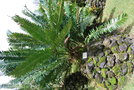 vignette Encephalartos septentrionalis / Zamiaceae / Sud Soudan & Ouganda