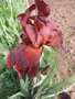 vignette Iris hybride N 3