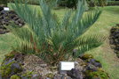 vignette Encephalartos cupidus / Zamiaceae / Drakensberg (ZA)