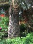 vignette Gardens by the Bay, Flower Dome - Jubaea chilensis = Jubaea spectabilis