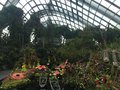 vignette Gardens by the bay, Cloud Forest -