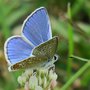 vignette Argus bleu, Azur commun  (Polyommatus icarus) mle