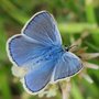 vignette Argus bleu, Azur commun  (Polyommatus icarus) mle