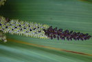 vignette Cordyline indivisa / Asparagaceae / Nouvelle-Zélande