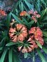 vignette Clivia miniata