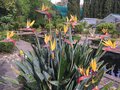 vignette Strelitzia reginae 'Mandela's Gold' - Oiseau de paradis jaune