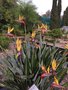 vignette Strelitzia reginae 'Mandela's Gold' - Oiseau de paradis jaune