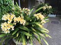 vignette Clivia miniata var. citrina - Clivia jaune