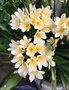 vignette Clivia miniata var. citrina - Clivia jaune