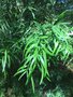 vignette Afrocarpus falcatus = Podocarpus falcatus