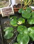 vignette Nymphaea thermarum