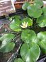 vignette Nymphaea thermarum