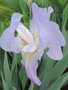 vignette Iris hybride N 36