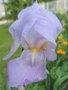 vignette Iris hybride N 36