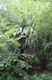 vignette Cordyline indivisa / Asparagaceae / Nouvelle-Zélande