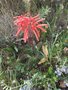 vignette Aloe maculata = Aloe saponaria