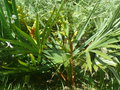 vignette Trachycarpus nanus, mon jardin