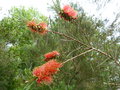 vignette Callistemon pinifolius red aux fleurs orangées gros plan au 08 05 20