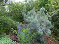 vignette Baptisia australis en début de floraison dans son environnement au 08 05 20