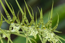 vignette Brassia verrucosa