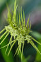 vignette Brassia verrucosa