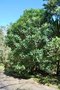 vignette Phyllarthron madagascariensis / Bignoniaceae / Madagascar