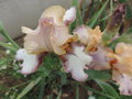 vignette Iris hybride N 29