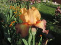 vignette Iris hybride N 39