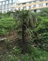 vignette Jardin Extraordinaire de Brest 2020 - 04 - Trachycarpus fortunei - Palmier de Chine