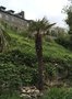 vignette Jardin Extraordinaire de Brest 2020 - 04 - Trachycarpus fortunei - Palmier de Chine