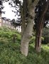 vignette Jardin Extraordinaire de Brest 2020 - 04 - Ilex aquifolium - Houx (Age estim 130/150 ans)
