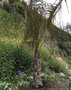 vignette Jardin Extraordinaire de Brest 2020 - 04 - Butiagrus nabonnandii (hybride entre Butia capitata x Syagrus romanzofiana)
