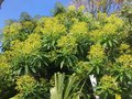 vignette Euphorbia x pasteurii (Euphorbe mellifera x Euphorbe stygiana)