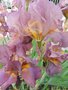 vignette Iris hybride N 2