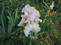 vignette Iris hybride N 46