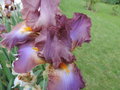 vignette Iris hybride N 6
