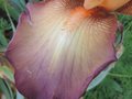 vignette Iris hybride N 39