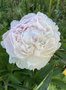 vignette Paeonia lactiflora 'Shirley Temple' - Pivoine