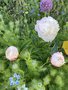 vignette Paeonia lactiflora 'Shirley Temple' - Pivoine